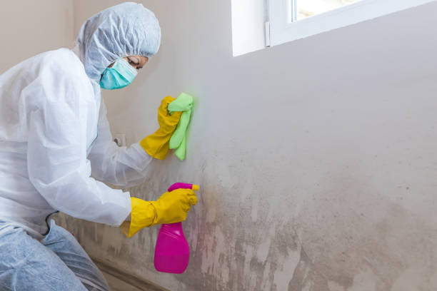 Best Asbestos and Lead Testing During Mold Inspection  in Ellenton, FL